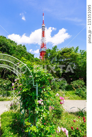 芝公園から五月晴れの東京タワー(東京都港区) 芝公園から五月晴れの東京タワー(東京都港区) 115351095