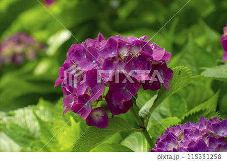 赤い紫陽花 赤い紫陽花 115351258