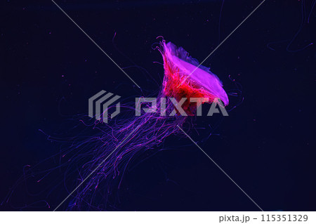 Fluorescent lion's mane jellyfish swimming underwater aquarium pool with red neon light. Fluorescent lion's mane jellyfish swimming underwater aquarium pool with red neon light. 115351329