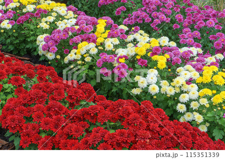 Fresh bright red, purple and yellow chrysanthemums bushes in autumn garden, flowerbed Fresh bright red, purple and yellow chrysanthemums bushes in autumn garden, flowerbed 115351339