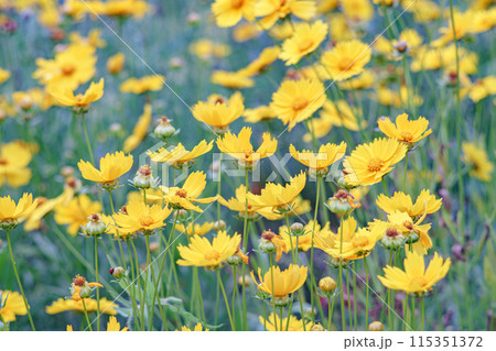 Field of yellow flower lance leaved, Coreopsis lanceolata, Lanceleaf Tickseed or Maiden's eye 115351372