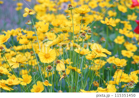 Field of yellow flower lance leaved, Coreopsis lanceolata, Lanceleaf Tickseed or Maiden's eye Field of yellow flower lance leaved, Coreopsis lanceolata, Lanceleaf Tickseed or Maiden's eye 115351450