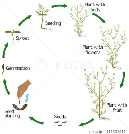 A growth cycle of medicinal chamomile plant on a white background. 115351615
