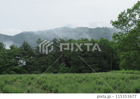 雨上りのハーブ園　 115351677