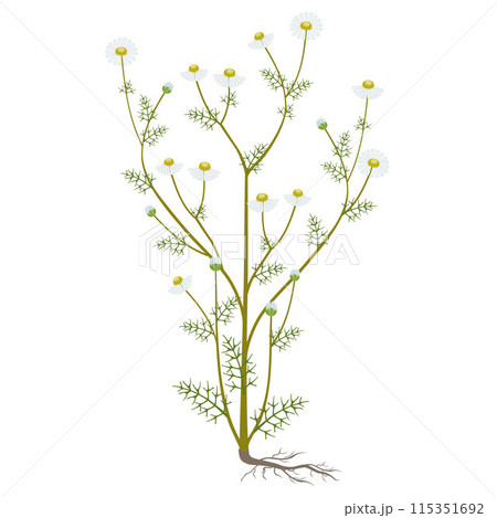 Medicinal chamomile with roots isolated on a white background. 115351692