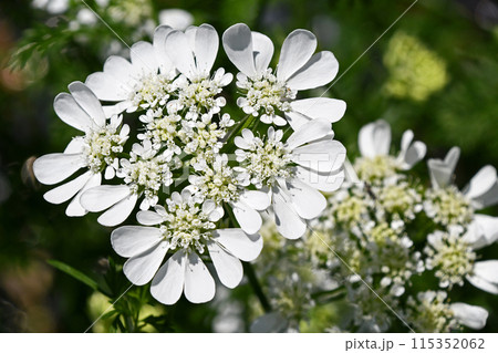 オルレア・ホワイトレース 115352062