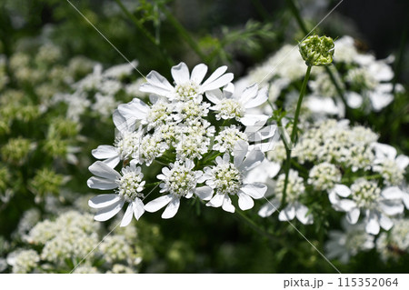 オルレア・ホワイトレース 115352064