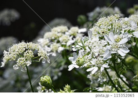 オルレア・ホワイトレース オルレア・ホワイトレース 115352065