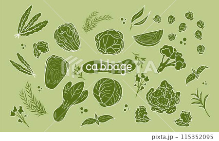 Set different green Cabbage vector illustration. Design for kale day, healthy food, day, recipes. 115352095