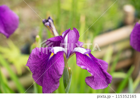 ハナショウブ ハナショウブ 115352165