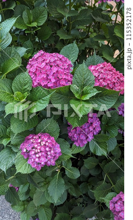 紫陽花 紫陽花 115352178