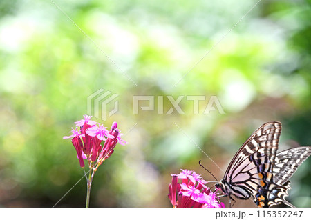 ムシトリナデシコから吸蜜するナミアゲハ 115352247