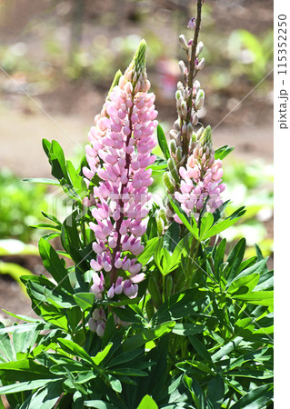 ラッセルルピナス 115352250