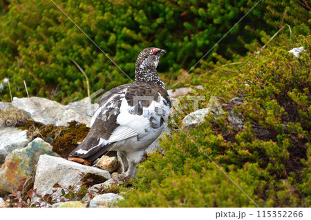 ライチョウ　雄　野生　春　室堂平 115352266