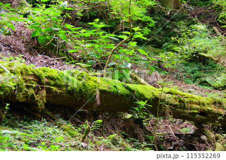 倒れた木に生えた苔 倒れた木に生えた苔 115352269
