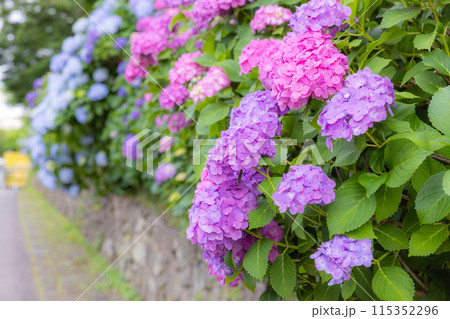 飛鳥山公園の紫陽花 115352296