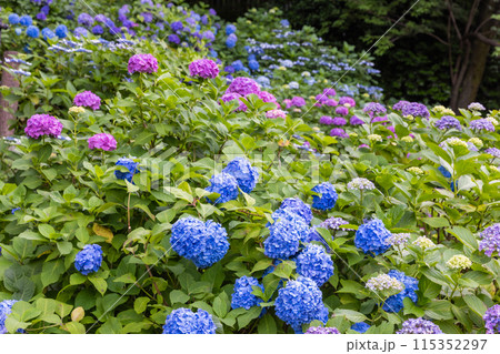飛鳥山公園の紫陽花 飛鳥山公園の紫陽花 115352297
