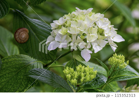 白い紫陽花 白い紫陽花 115352313
