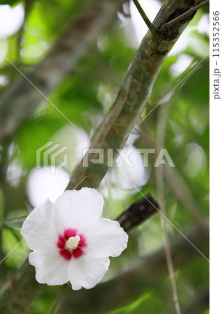 白いムクゲの花 115352566