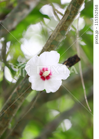 白いムクゲの花 115352568