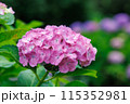 紫陽花1 115352981
