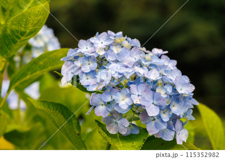 紫陽花2 115352982