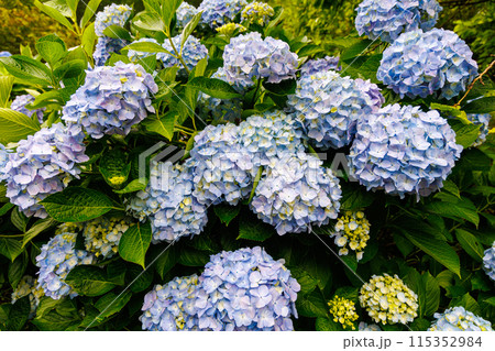 紫陽花5 115352984