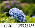 紫陽花7 115352986