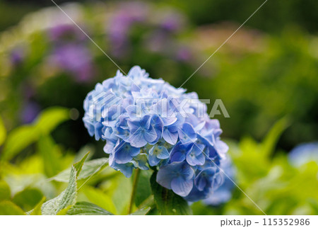 紫陽花7 115352986