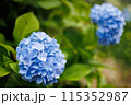 紫陽花8 115352987