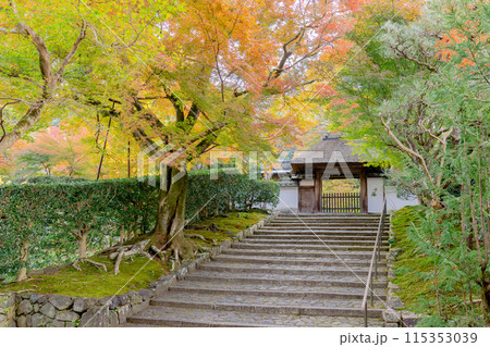 京都市左京区　東山　住連山安楽寺　山門と紅葉 115353039