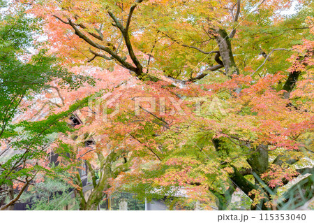 京都市左京区　東山　住連山安楽寺　山門の紅葉 115353040
