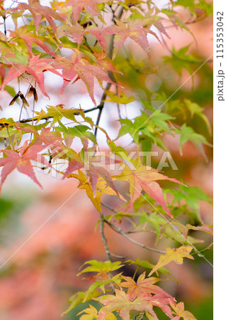 京都市左京区 東山 住連山安楽寺 山門の紅葉 京都市左京区 東山 住連山安楽寺 山門の紅葉 115353042