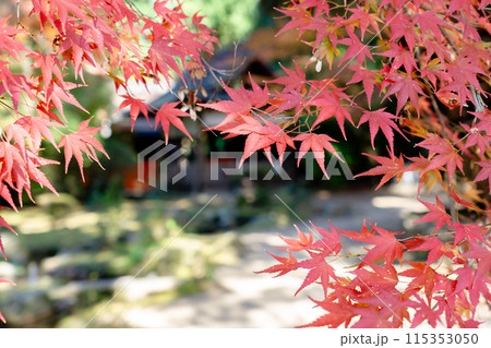 京都市北区上賀茂本山の上賀茂神社　境内の紅葉 115353050