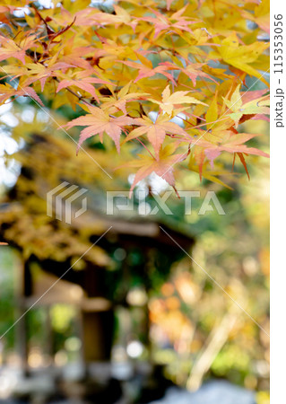 京都市北区上賀茂本山の上賀茂神社　岩本神社の紅葉（秋のイメージ） 115353056