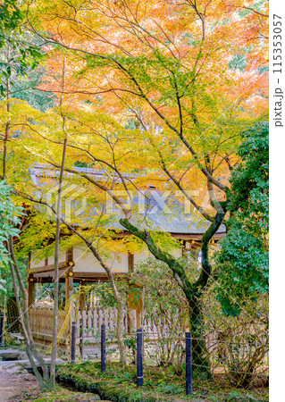 京都市北区上賀茂本山の上賀茂神社 賀茂山口神社(澤田社)の紅葉(秋のイメージ) 京都市北区上賀茂本山の上賀茂神社 賀茂山口神社(澤田社)の紅葉(秋のイメージ) 115353057