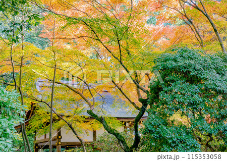 京都市北区上賀茂本山の上賀茂神社 賀茂山口神社(澤田社)の紅葉(秋のイメージ) 京都市北区上賀茂本山の上賀茂神社 賀茂山口神社(澤田社)の紅葉(秋のイメージ) 115353058