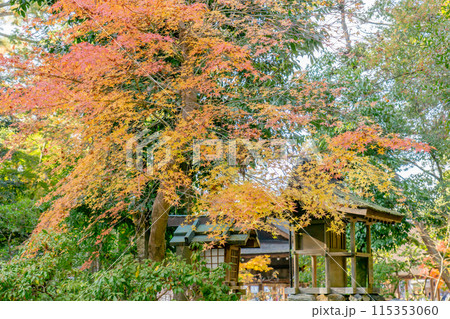 京都市北区上賀茂本山の上賀茂神社 岩本神社の紅葉 京都市北区上賀茂本山の上賀茂神社 岩本神社の紅葉 115353060