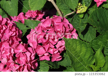 初夏の公園に咲く赤いアジサイの花 初夏の公園に咲く赤いアジサイの花 115353062