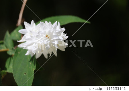 緑の葉と白い花びらのシロバナヤエウツギの花が咲く木の枝の先をアップで撮影した風景 115353141
