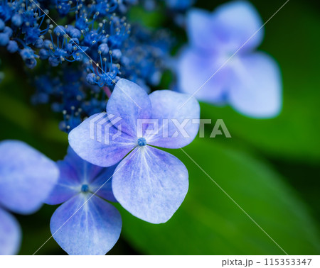 梅雨の季節に咲く紫陽花のクローズアップが美しい 梅雨の季節に咲く紫陽花のクローズアップが美しい 115353347