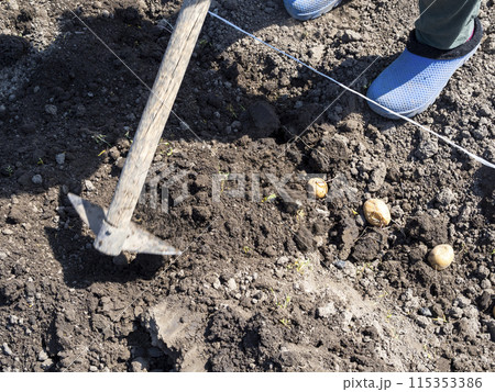burying planted potato in garden bed using hoe burying planted potato in garden bed using hoe 115353386