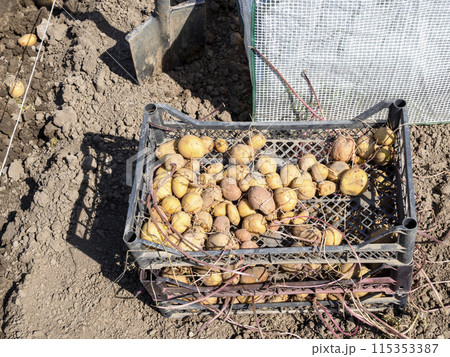 sprouted potato in box in garden before planting sprouted potato in box in garden before planting 115353387