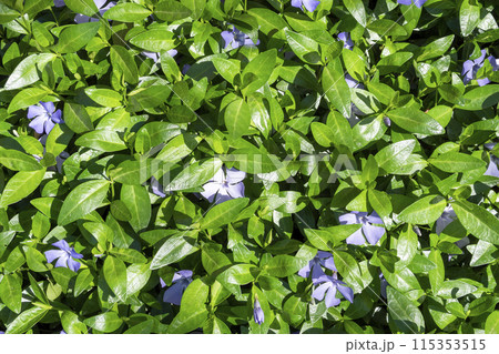 blue Vinca flowers in freen foliage on sunny day 115353515