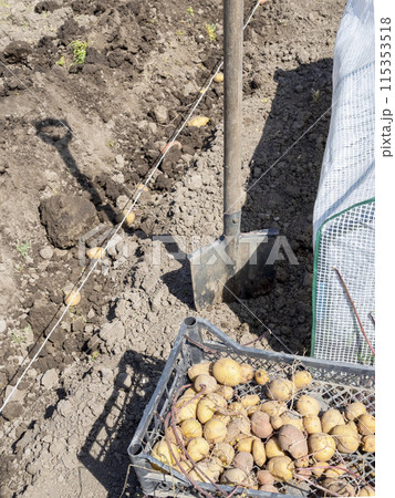 sprouted potato tubers in box near dug garden bed sprouted potato tubers in box near dug garden bed 115353518