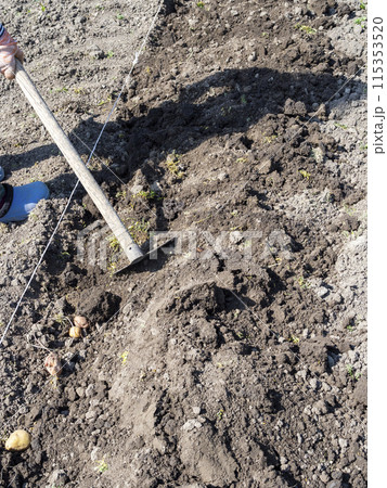 covered by soil potato tubers in dug garden bed 115353520