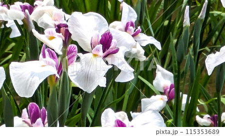 大阪城北菖蒲園に咲く菖蒲 大阪城北菖蒲園に咲く菖蒲 115353689