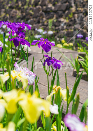 赤塚山公園、満開の花しょうぶ〈愛知県豊川市〉 115353702