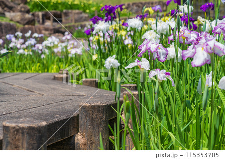 赤塚山公園、満開の花しょうぶ〈愛知県豊川市〉 115353705
