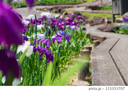赤塚山公園、満開の花しょうぶ〈愛知県豊川市〉 115353707